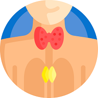 endocrine system