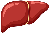 liver