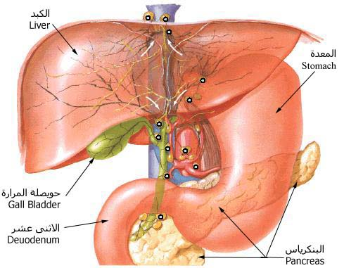 stomach